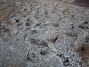 Footprints in the mud-turned-concrete in Carbon Creek Canyon