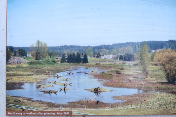 North Campus wetland restoration 2002